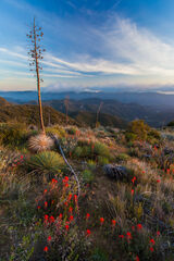 Desert Mountain Magic