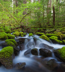 Sol-Duc Brook